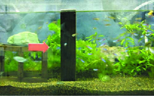 「緑の柱」を水中にいれた熱帯魚の水槽